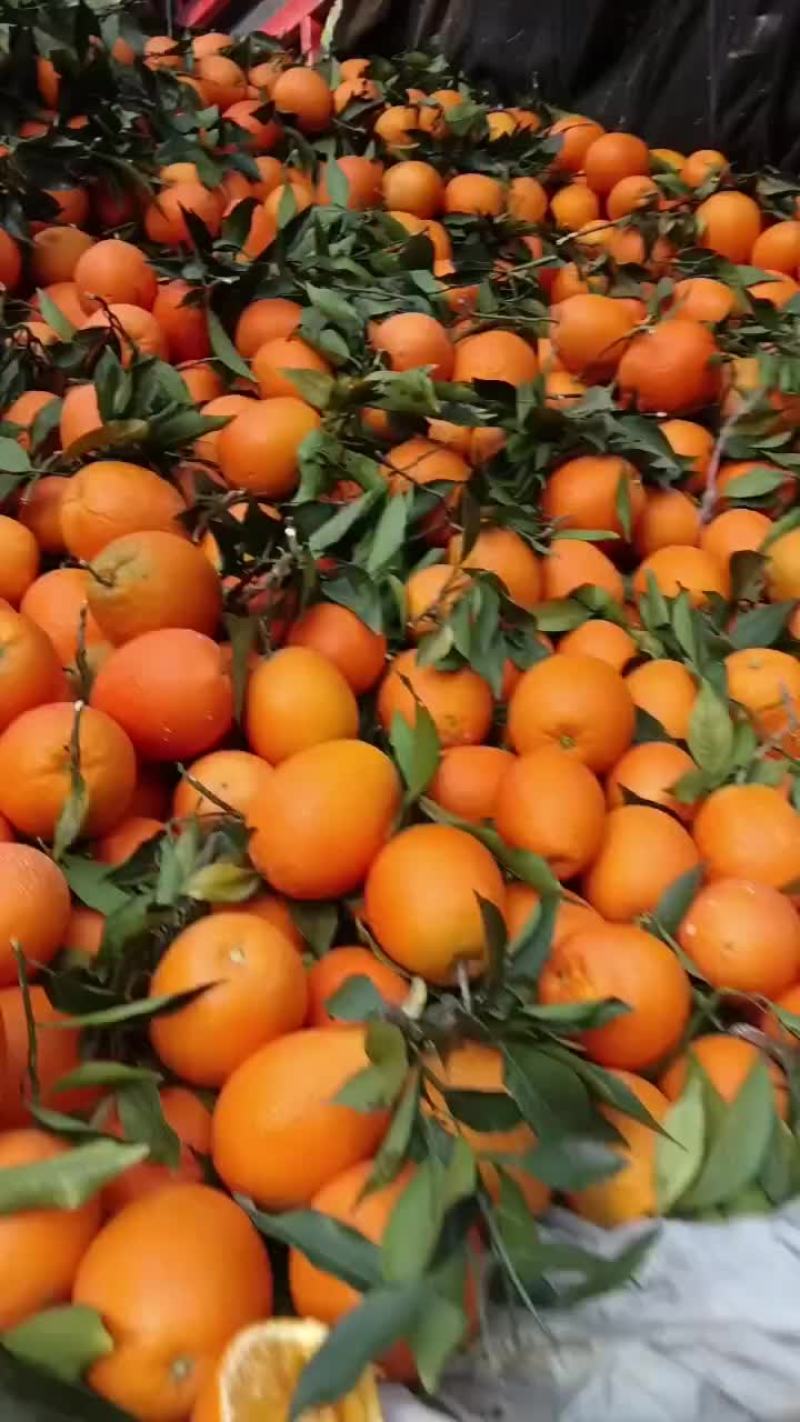 纽荷尔脐橙精品橙子产地直发保质保量