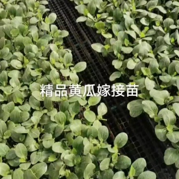 西红柿，丝瓜，西葫芦，茄子