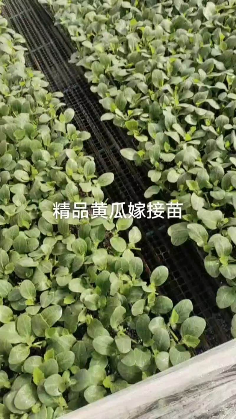 西红柿，丝瓜，西葫芦，茄子