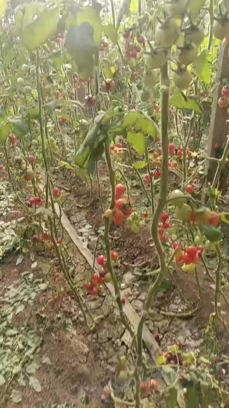 西红柿，丝瓜，西葫芦，茄子