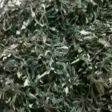 白背草地胆草