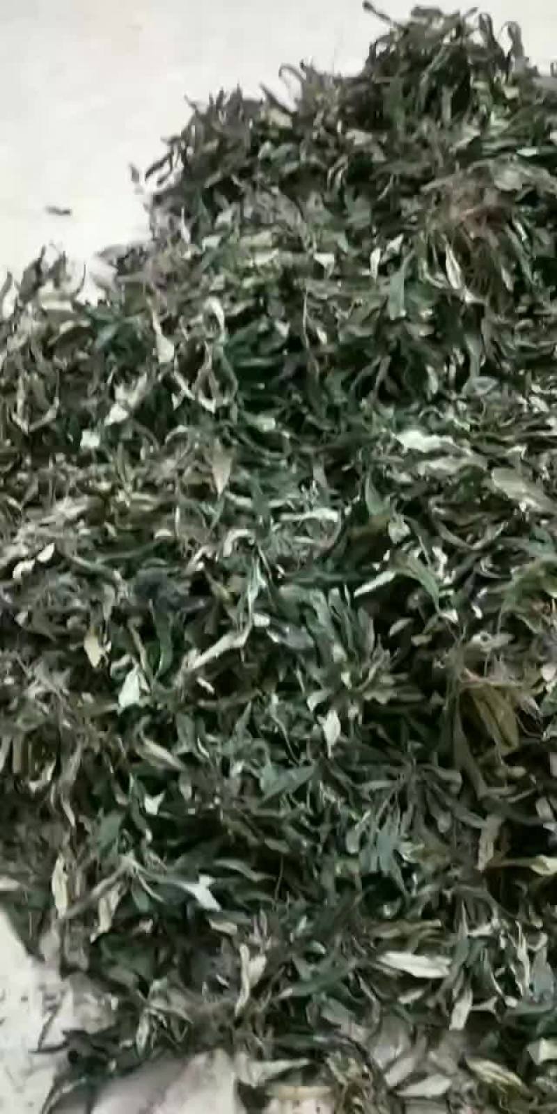 白背草地胆草