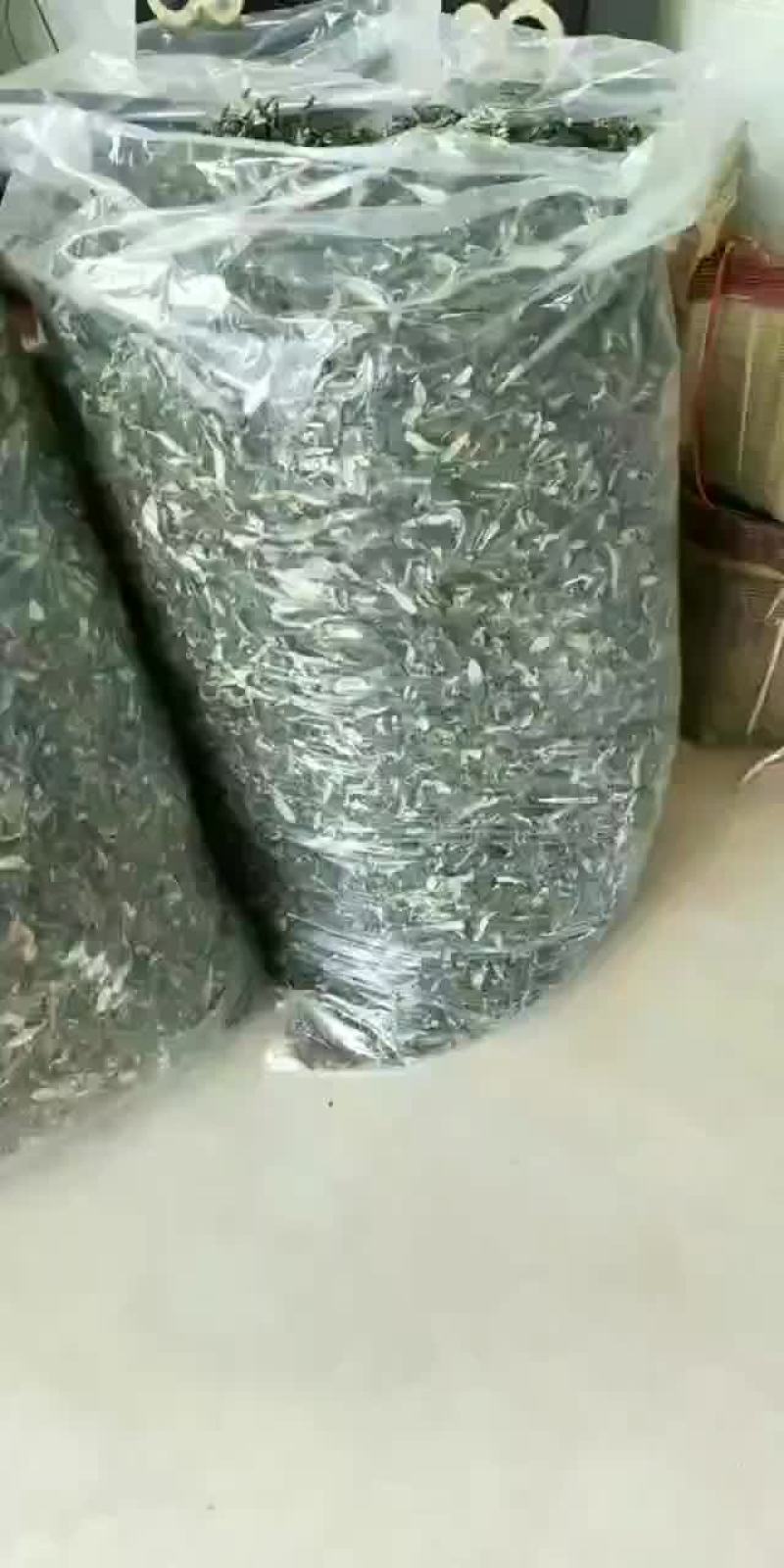 白背草地胆草