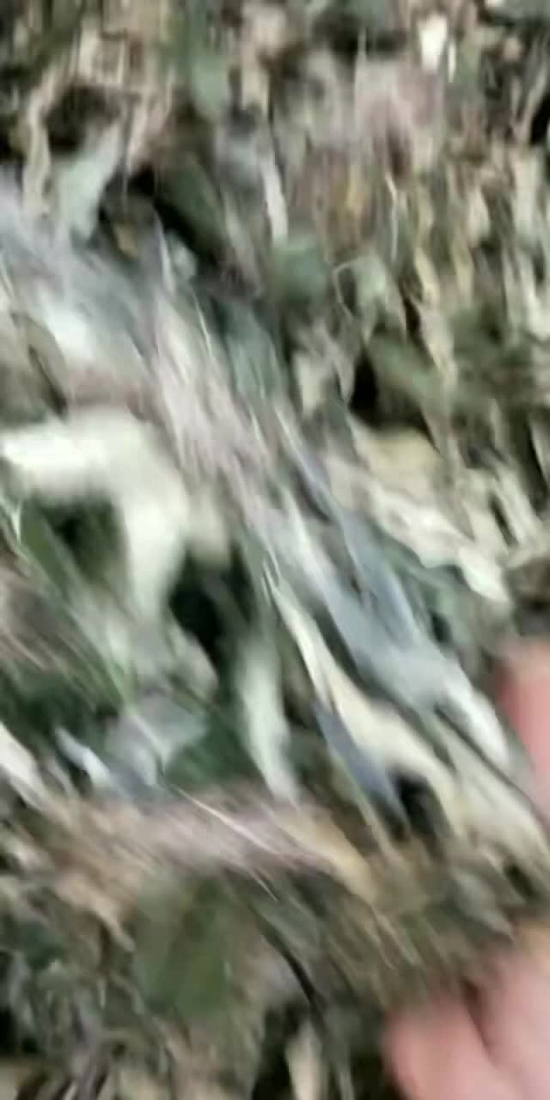 白背草地胆草