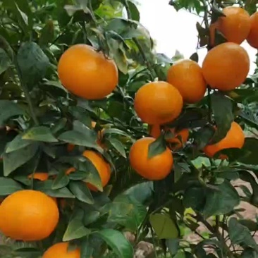 沃柑，自然成熟，可零售可批发