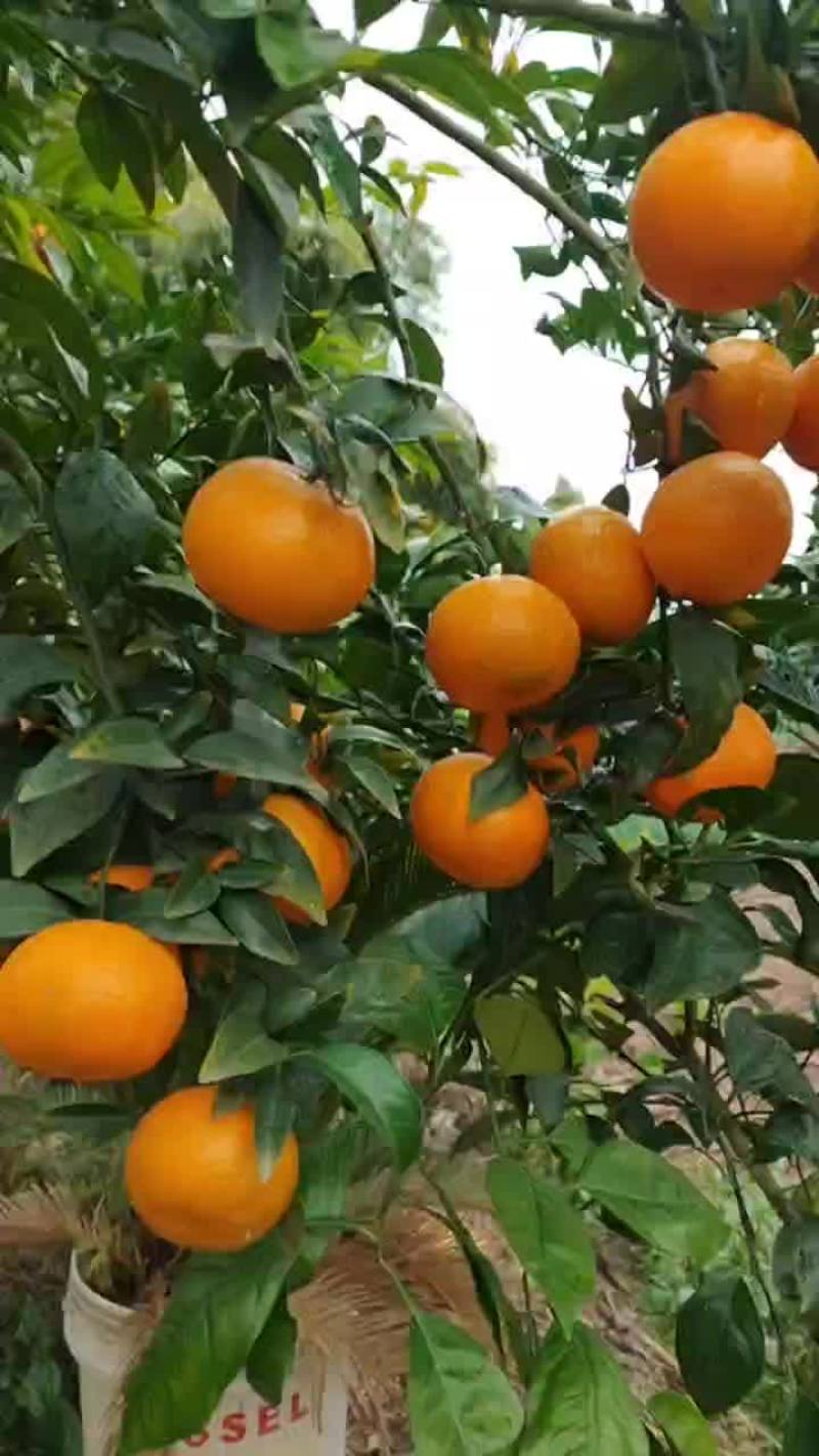 沃柑，自然成熟，可零售可批发