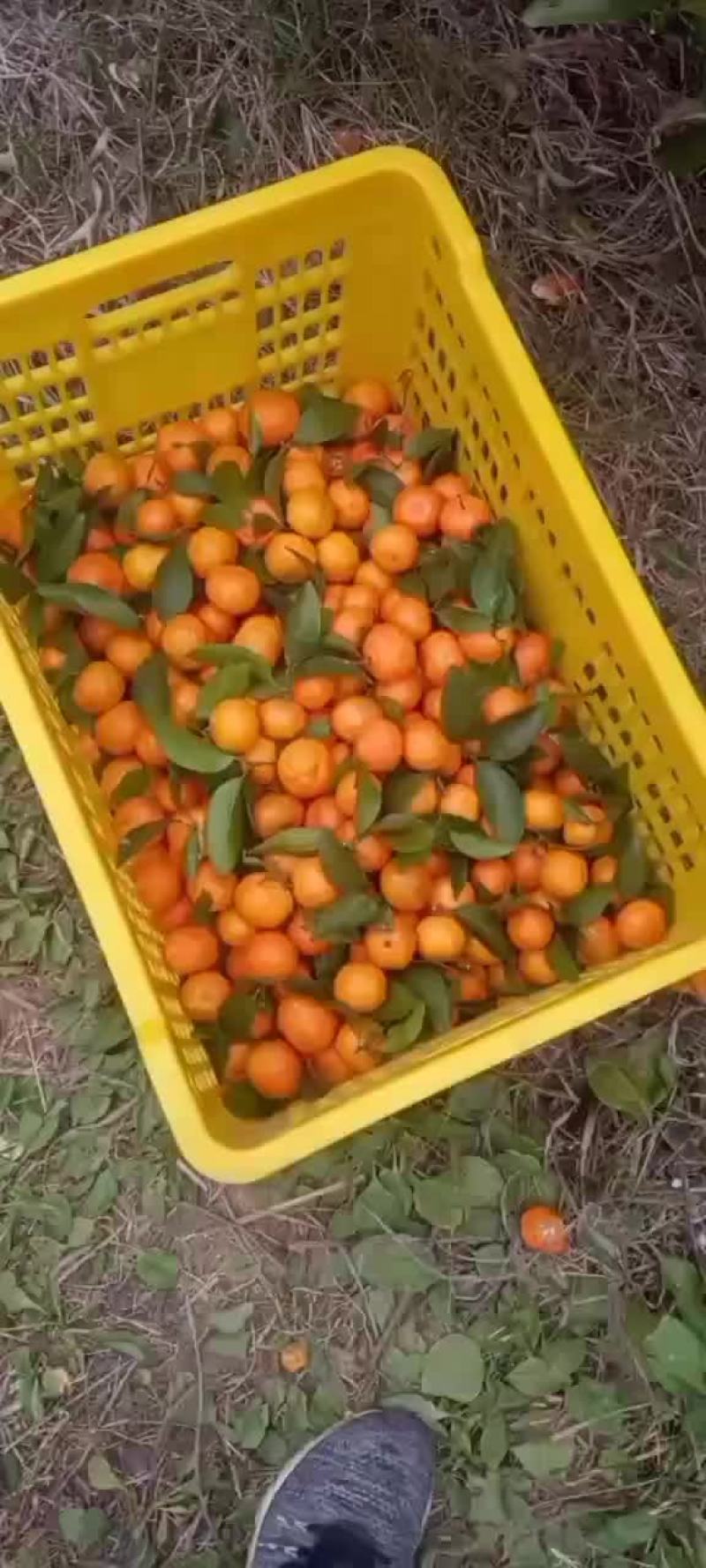 沙糖桔