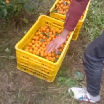沙糖桔