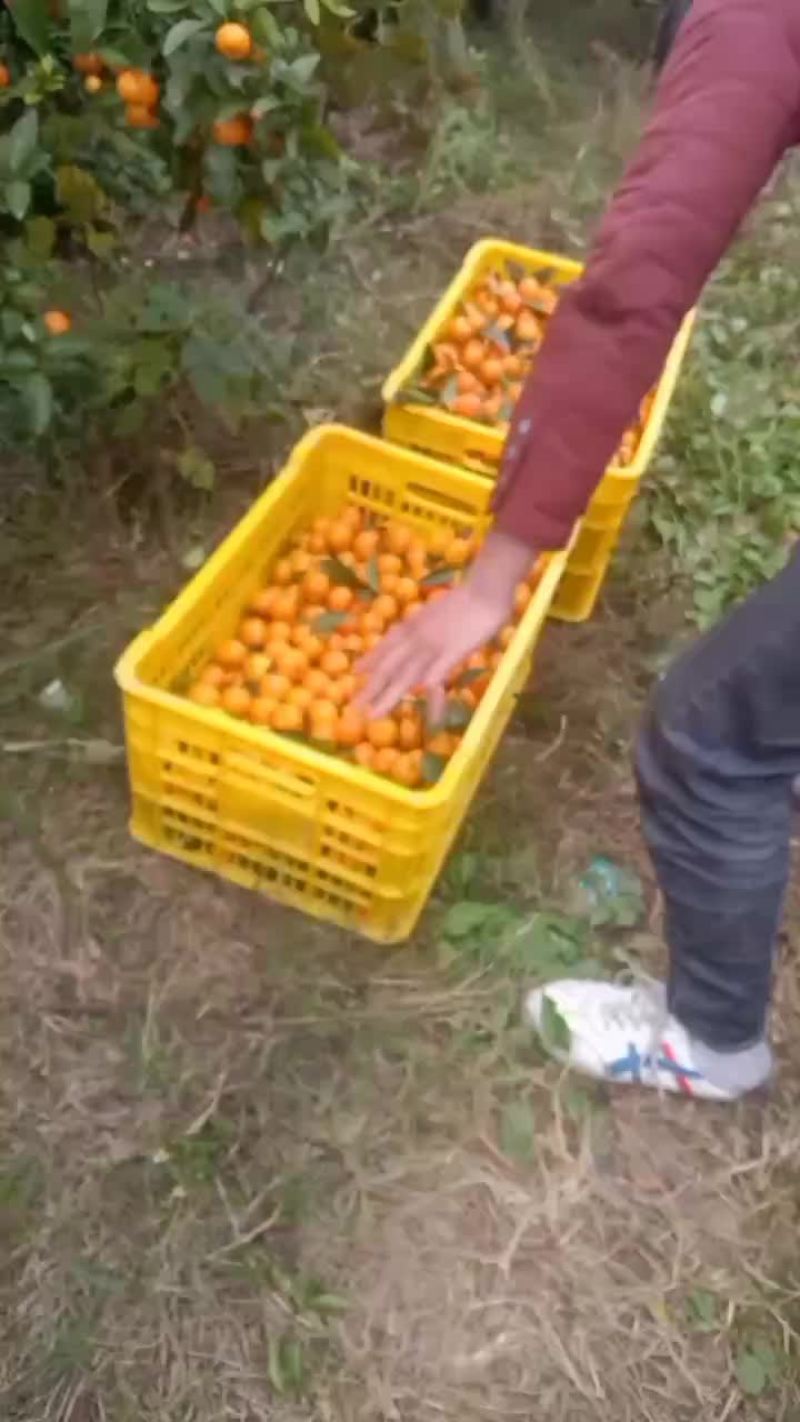 沙糖桔