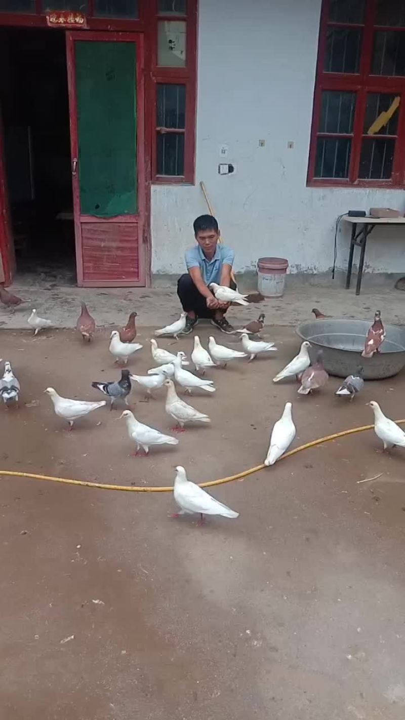 有喜欢养的玩的过来自提。