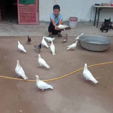 有喜欢养的玩的过来自提。