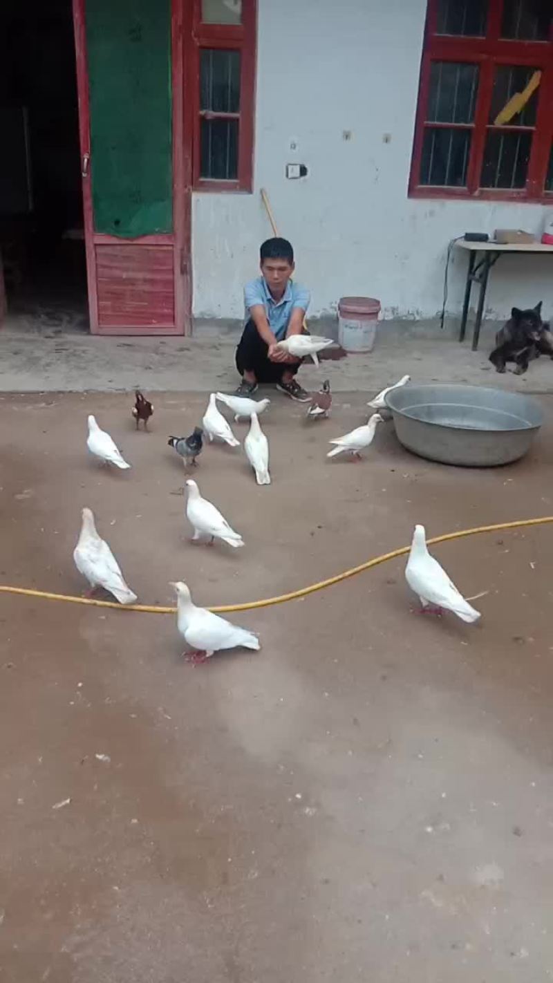 有喜欢养的玩的过来自提。