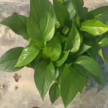 绿萝