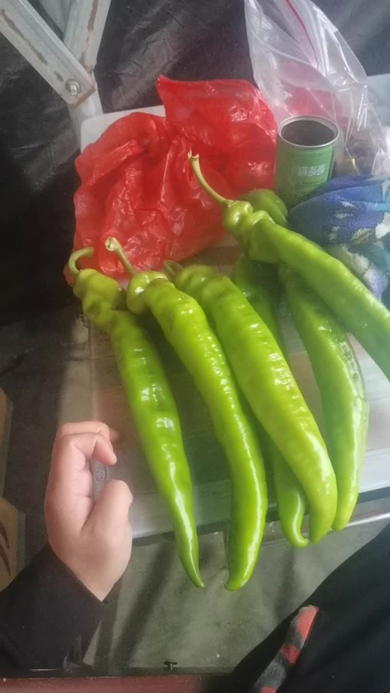 黄皮椒现货急出有两万斤