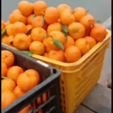 正宗贵州毕节大河坎橘子