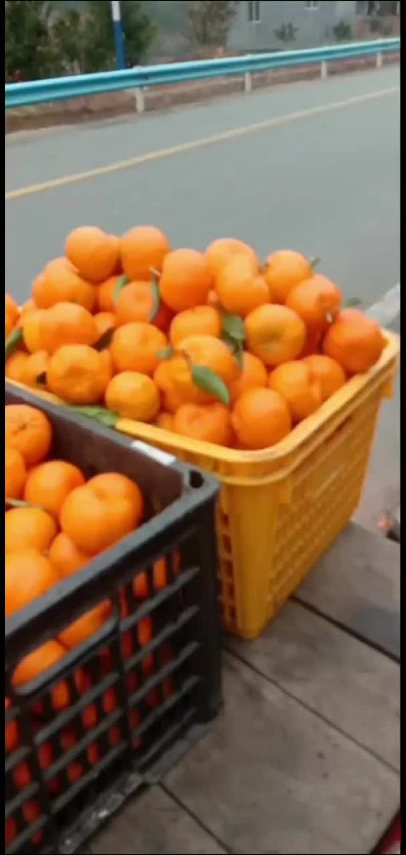 正宗贵州毕节大河坎橘子