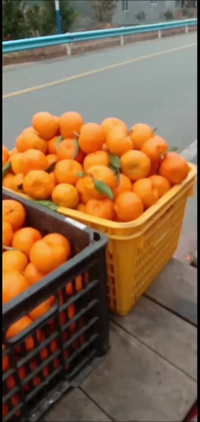 正宗贵州毕节大河坎橘子