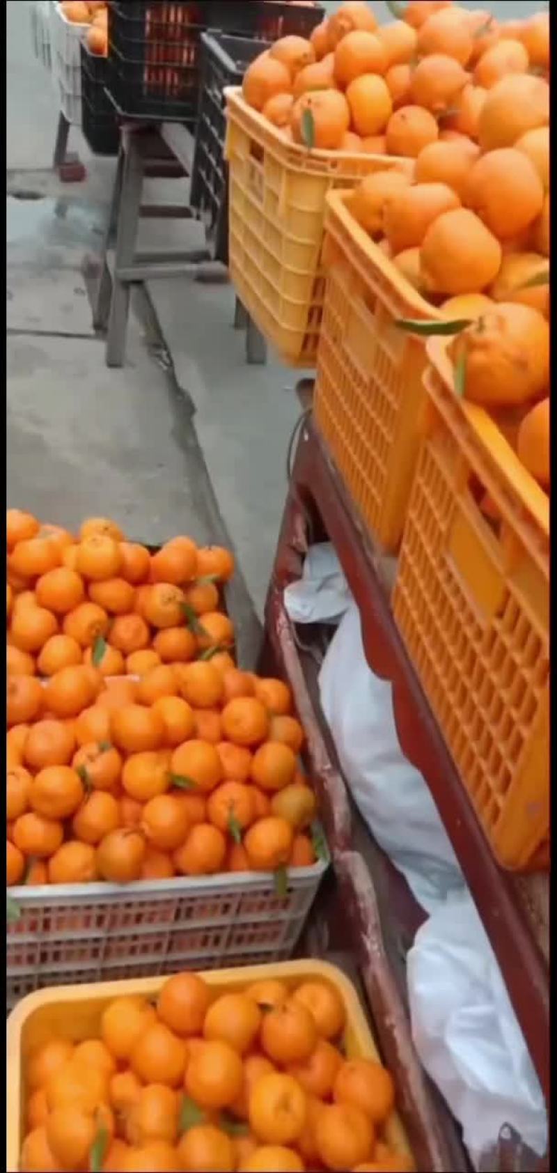 正宗贵州毕节大河坎橘子