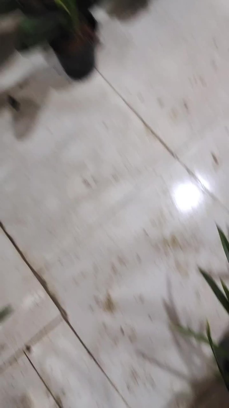 开花君子兰