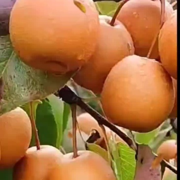 沙梨