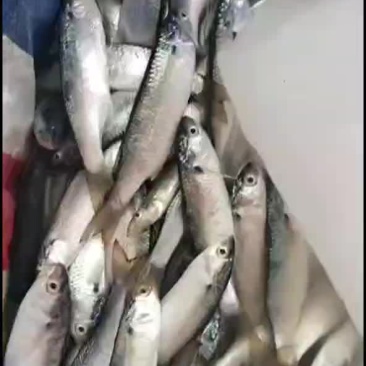 新鲜针鱼