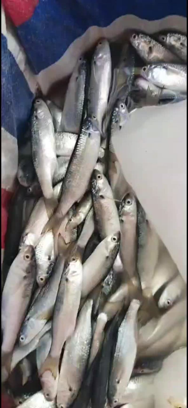 新鲜针鱼