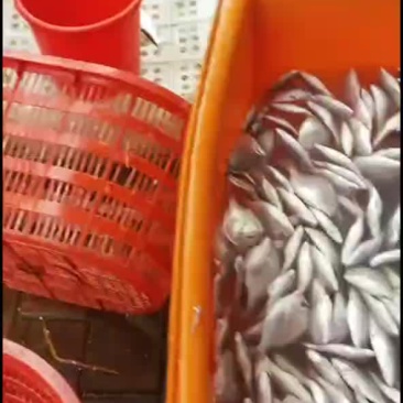 新鲜红腊鱼