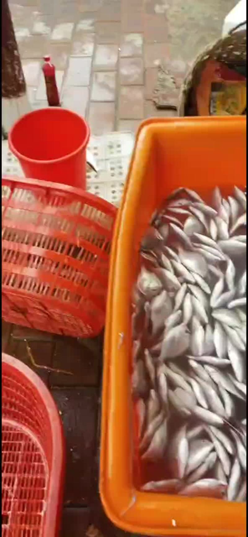 新鲜红腊鱼