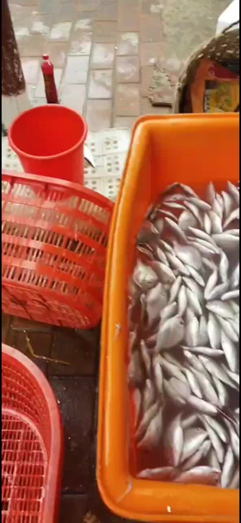 新鲜红腊鱼