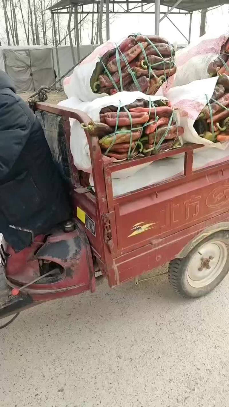 青椒，薄皮椒