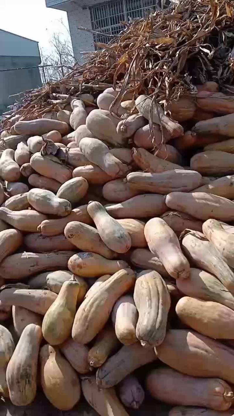 本地优质南瓜质量好，价格优美