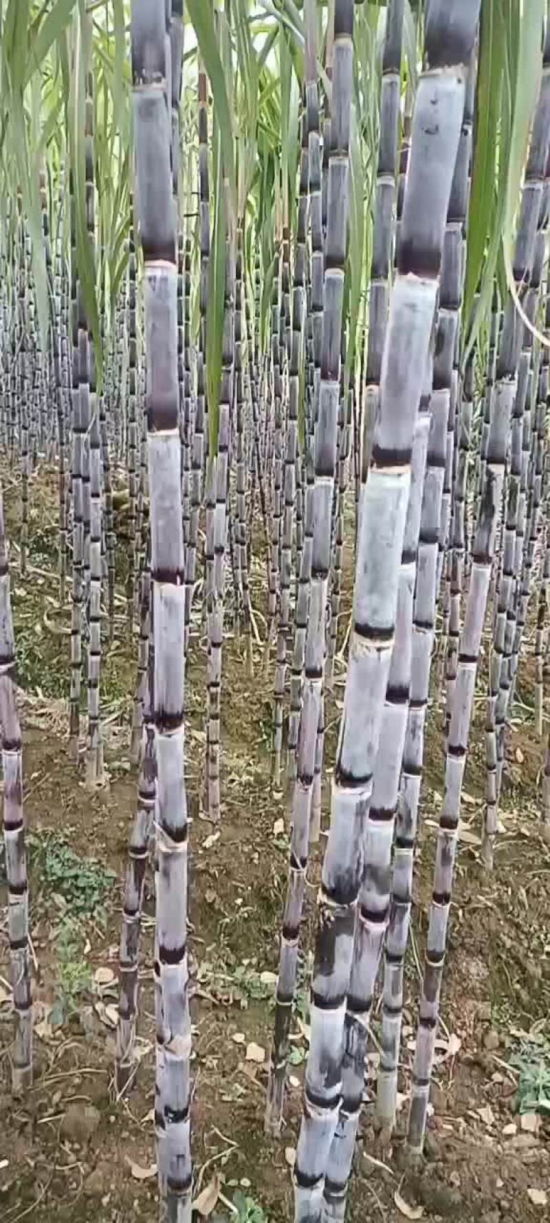 黑皮甘蔗