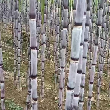 黑皮甘蔗