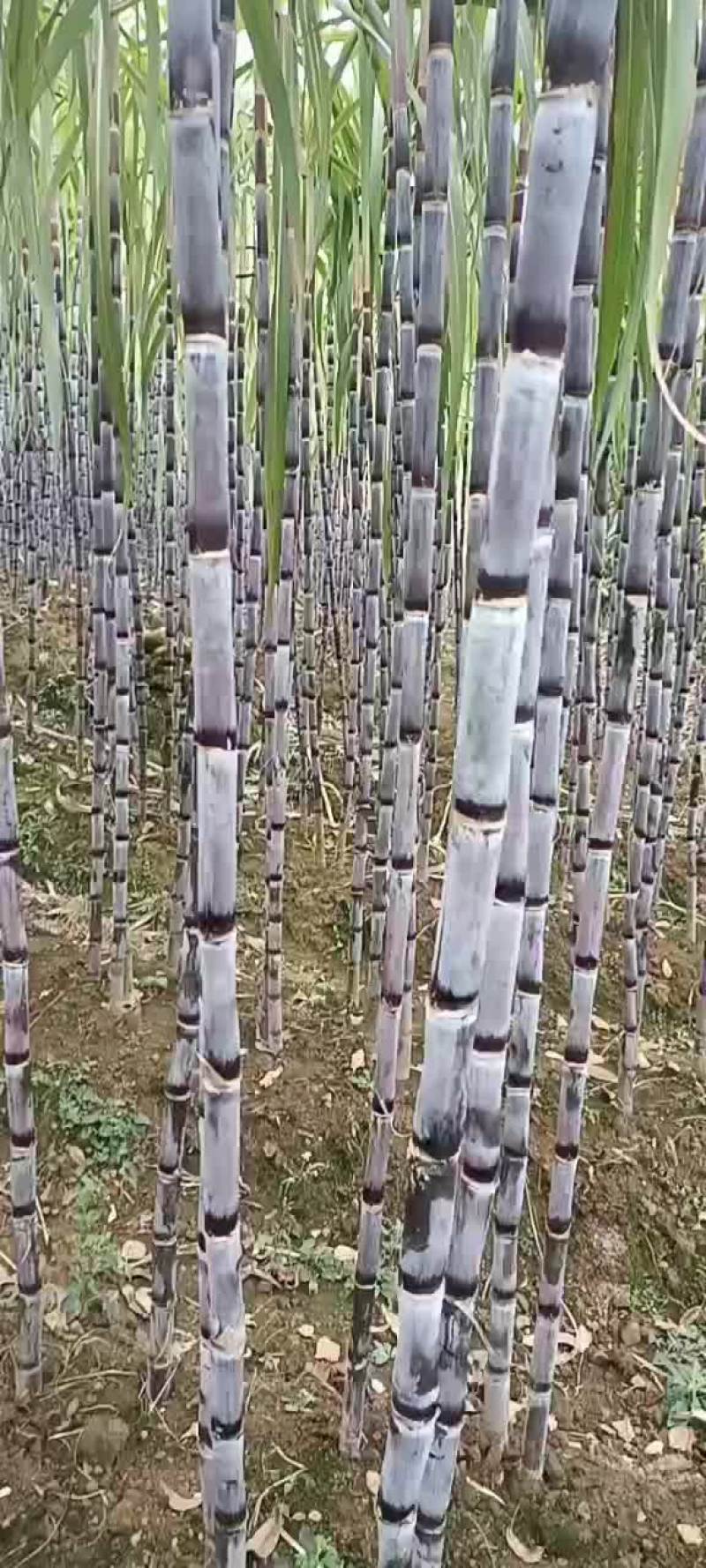黑皮甘蔗