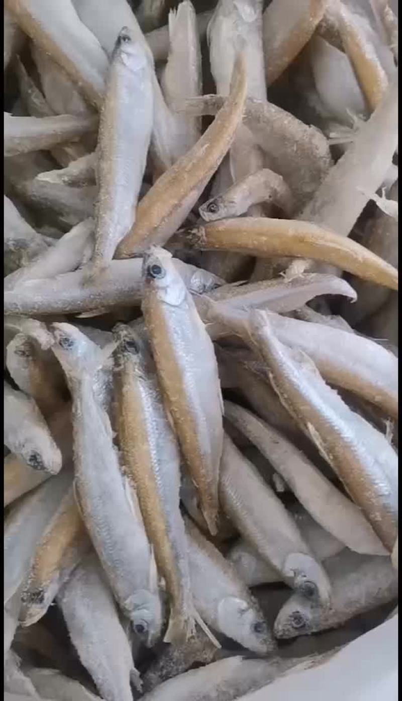 青海池沼公鱼