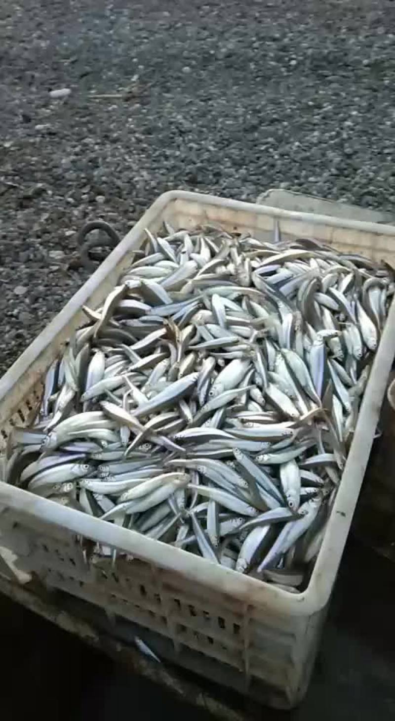 青海池沼公鱼
