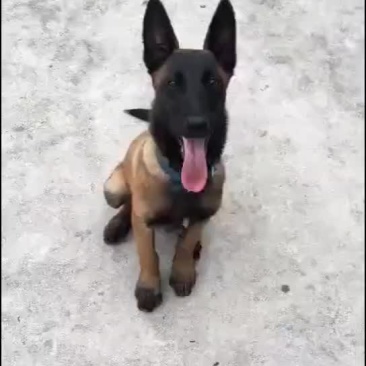 黑马犬