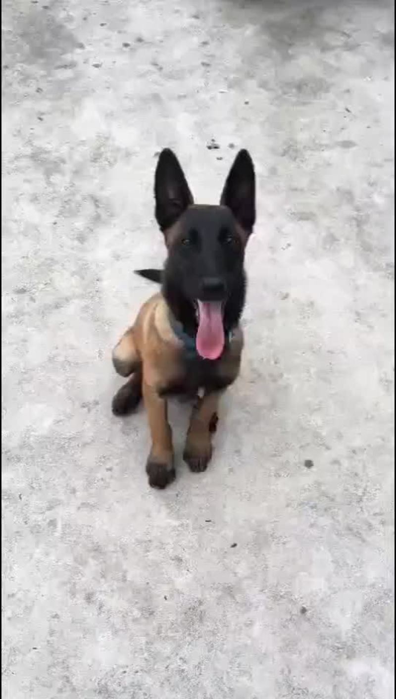 黑马犬