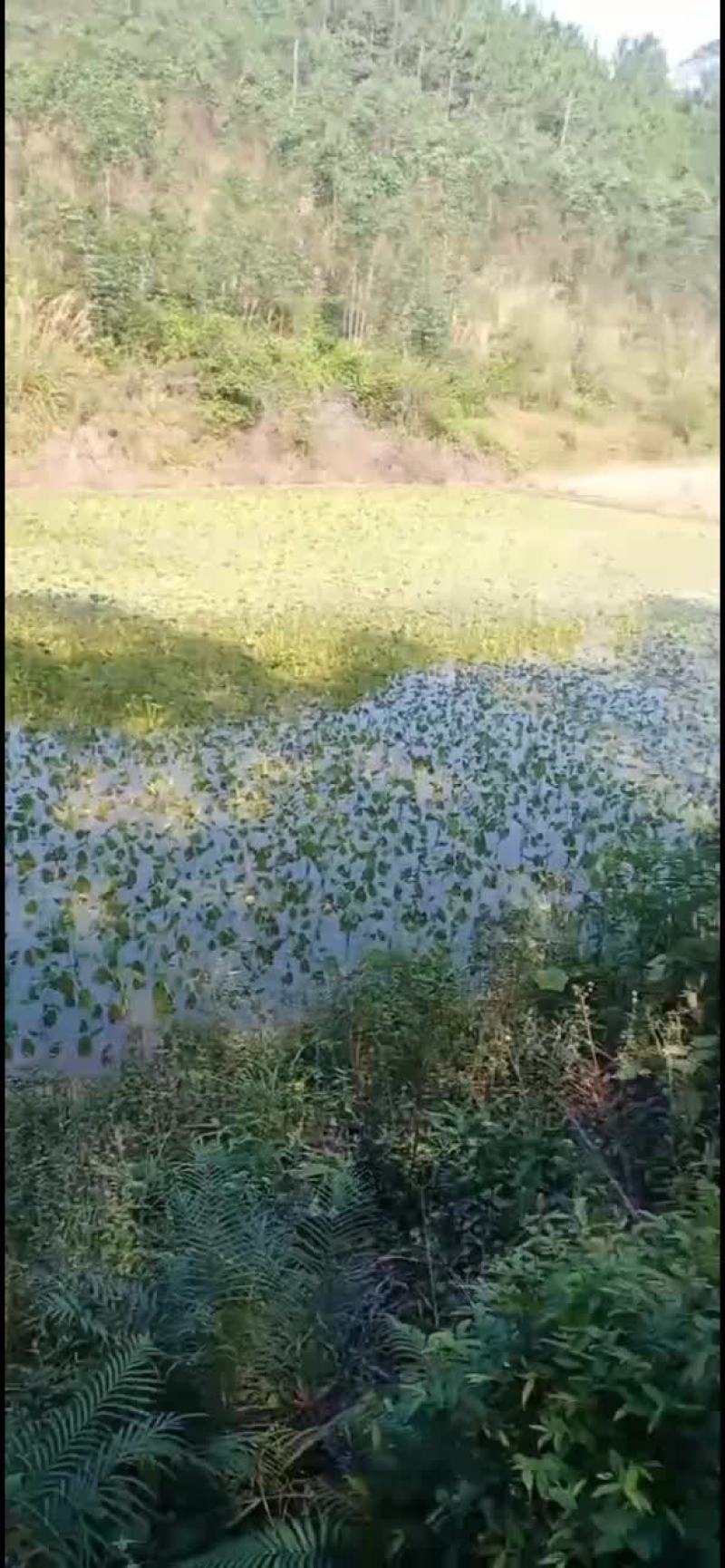 脆芋梗