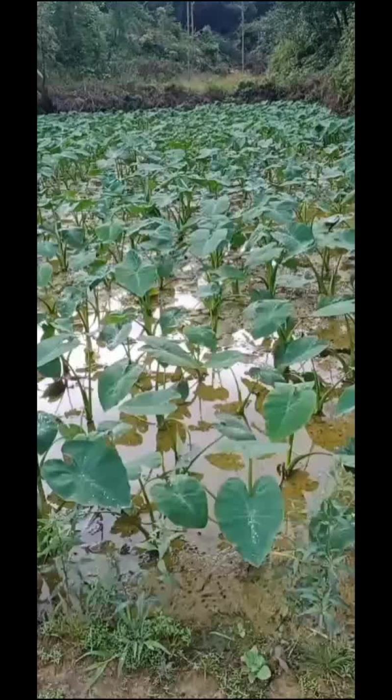 脆芋梗