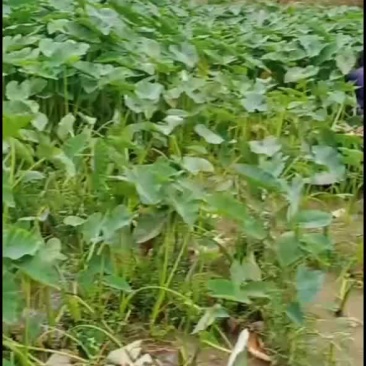脆芋梗