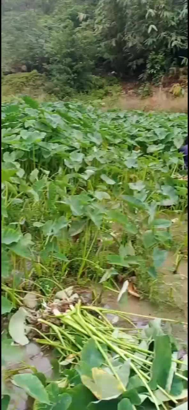 脆芋梗