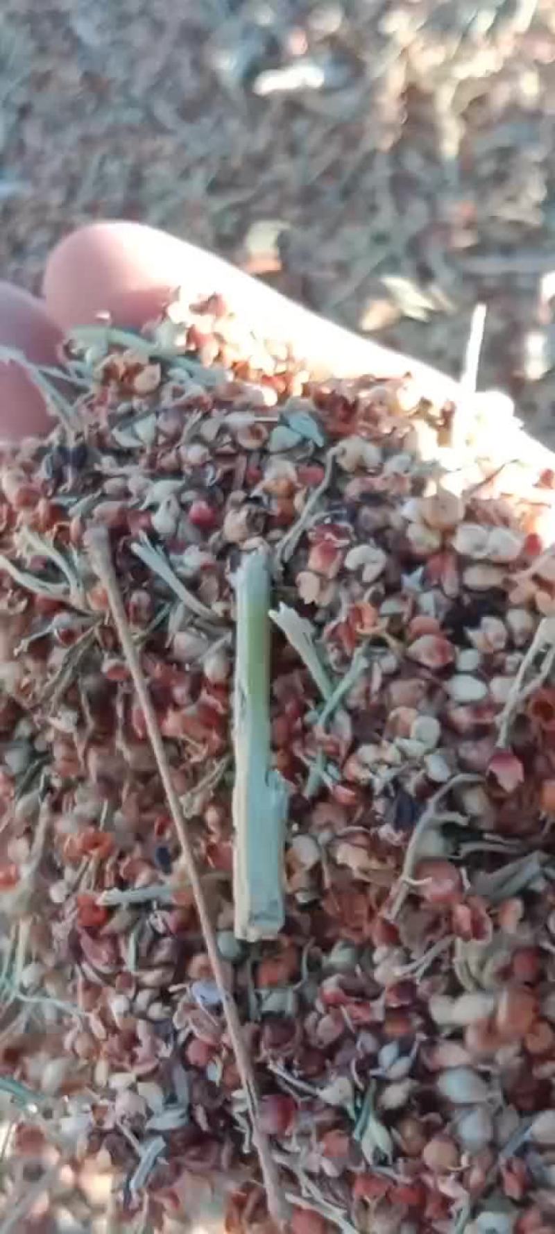 牛羊草料，高粱壳！