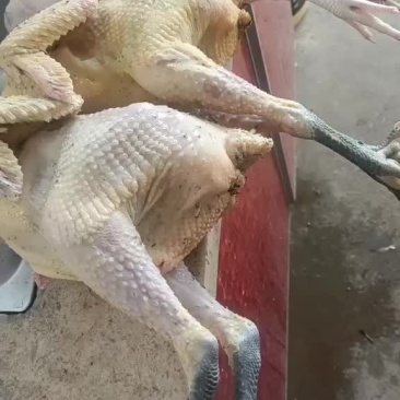 家里养的土鸡鸭