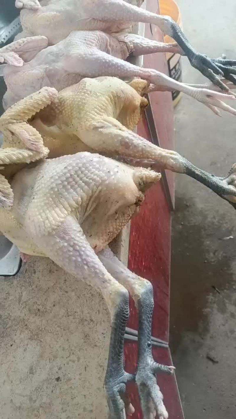 家里养的土鸡鸭