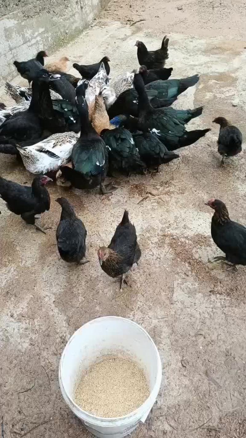 家里养的土鸡鸭
