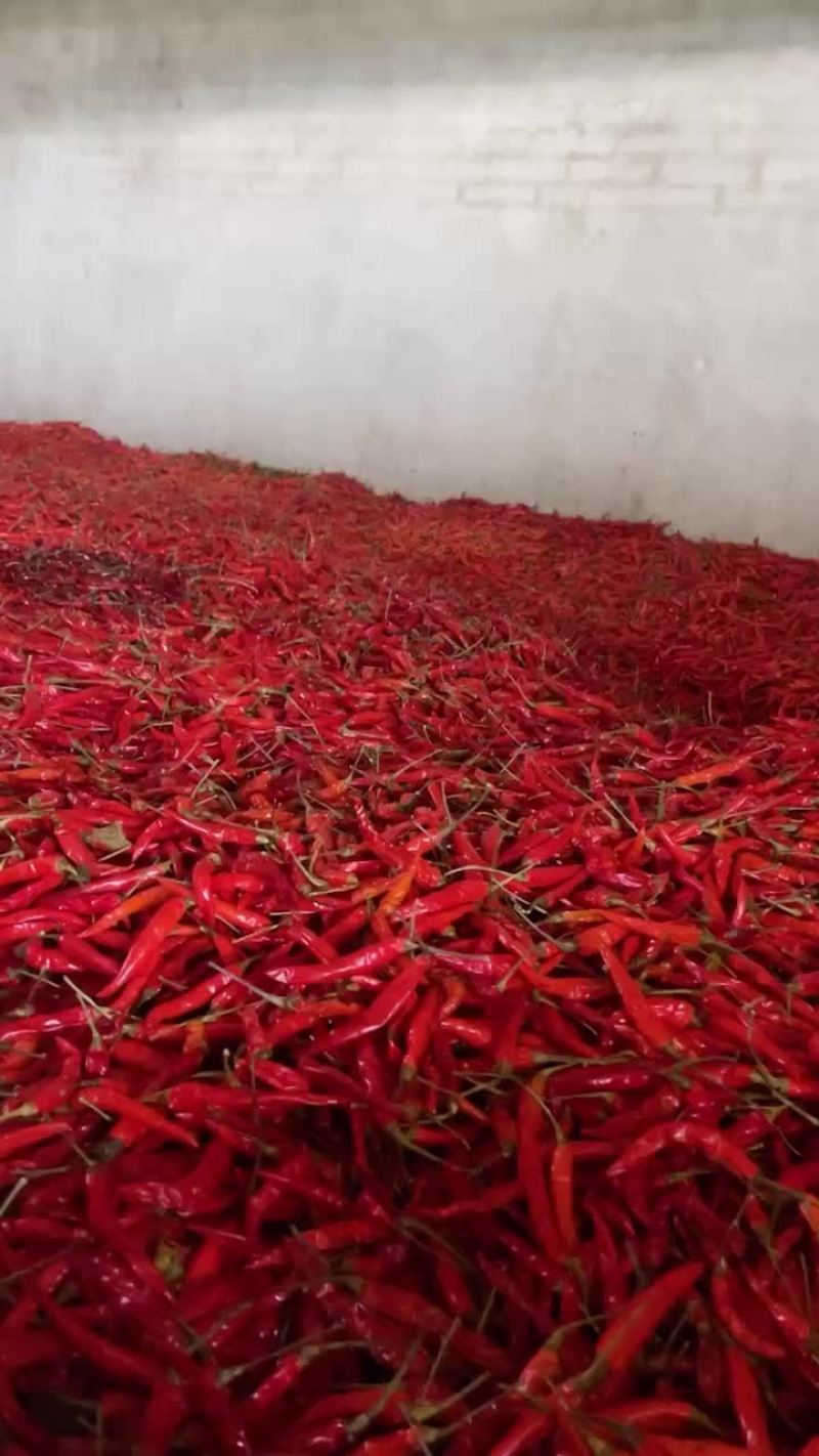 云南艳红干辣椒