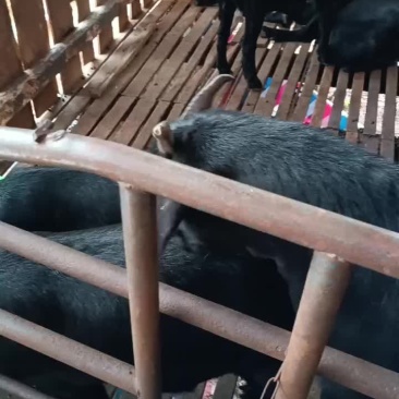 阉羊和大母羊