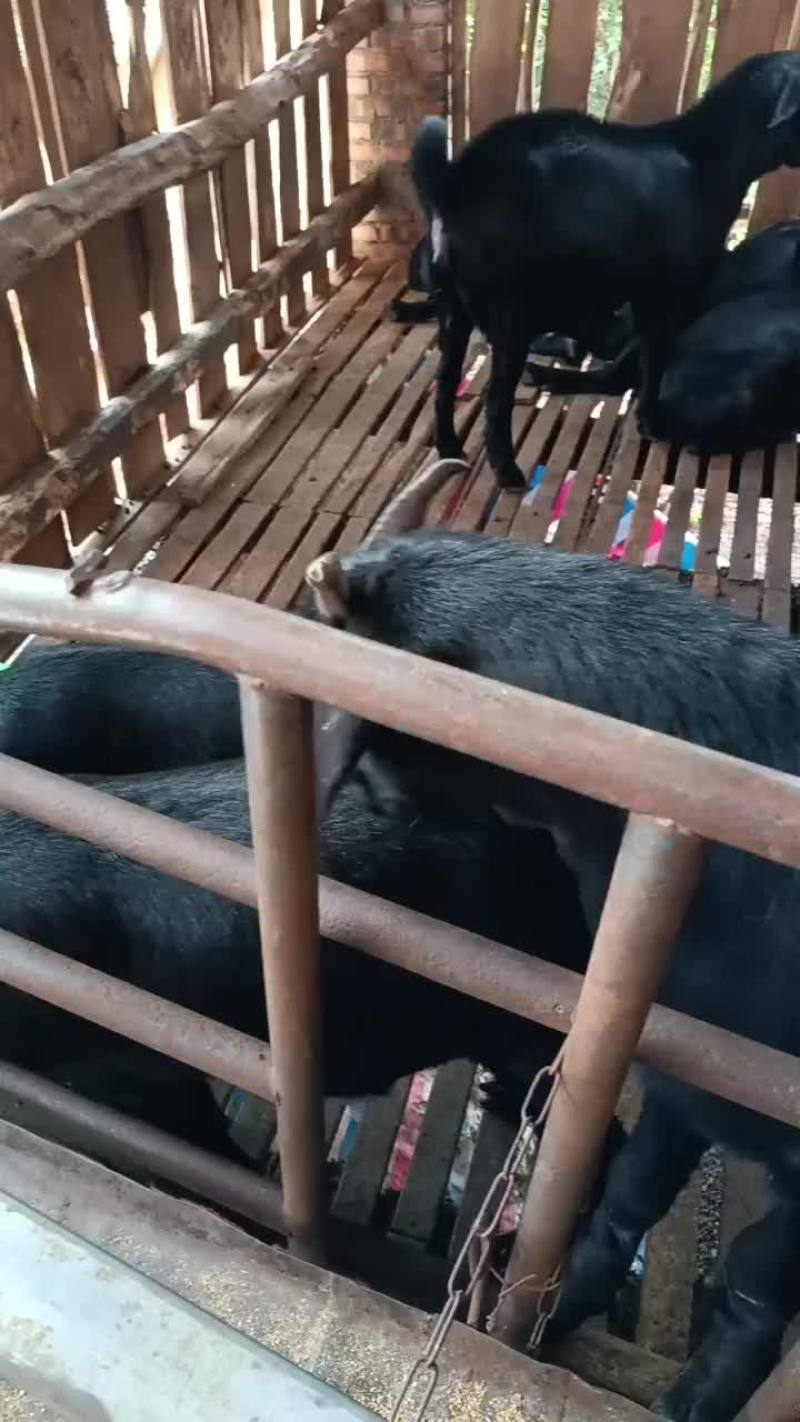 阉羊和大母羊