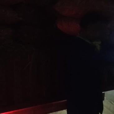 马蹄
